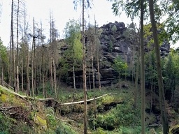 The forest as a landscape